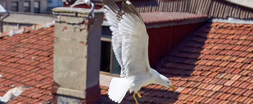 Residential Chimney Animal Removal Solution in Wilkinsburg, PA
